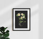 Mockup Illustration of a white anemone softly glowing in the light.