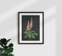 Mockup Illustration by Katherine Blower: detailed depiction of a foxglove flower