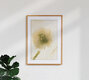 Mockup White ranunculus in ice block, Germany – wall art by Marc Heiligenstein as Poster or Acrylic Glass Print