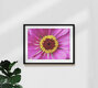 Mockup Close-up of a delicate pink zinnia with round petals in summer light.