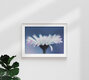 Mockup Gänseblume, Deutschland – Fotokunst von Manuela Deigert als Poster oder Acrylglasbild