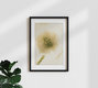 Mockup White ranunculus in ice block, Germany – wall art by Marc Heiligenstein as Poster or Acrylic Glass Print