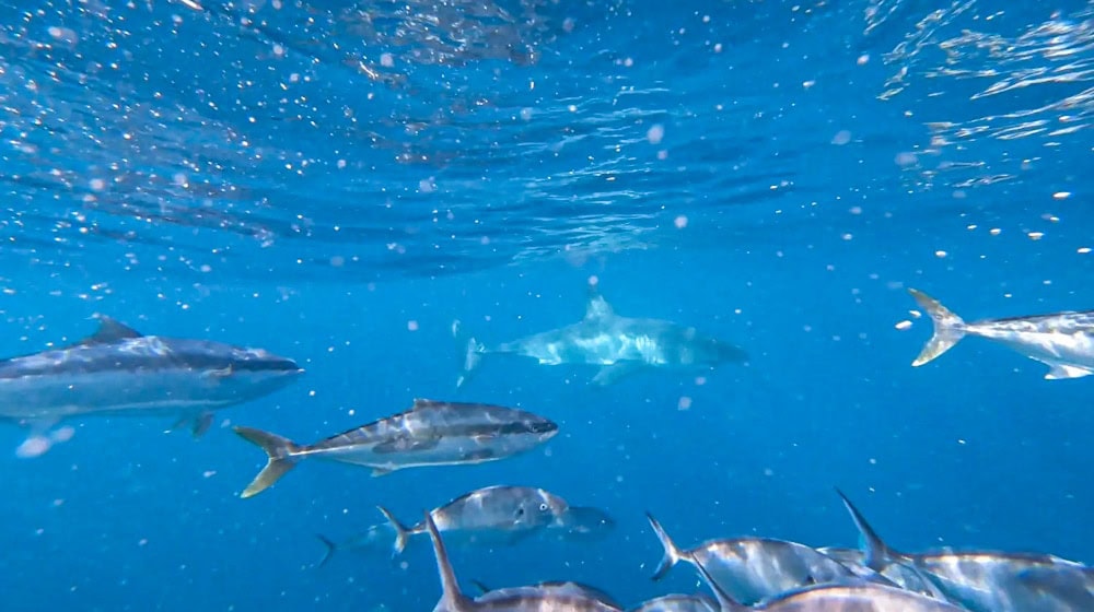 great white shark cage dive