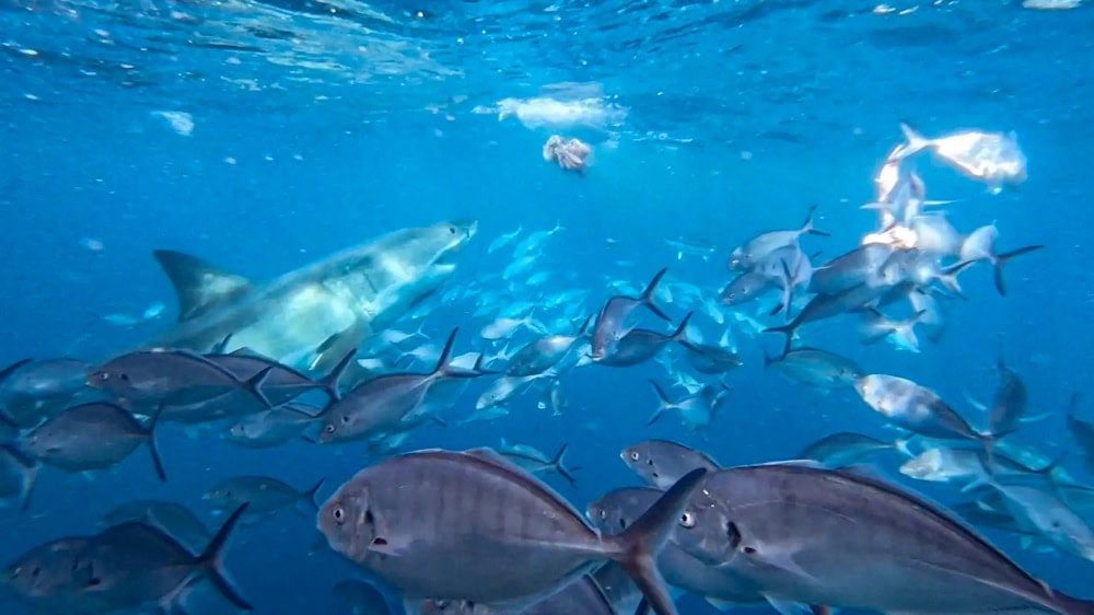 great white shark cage dive