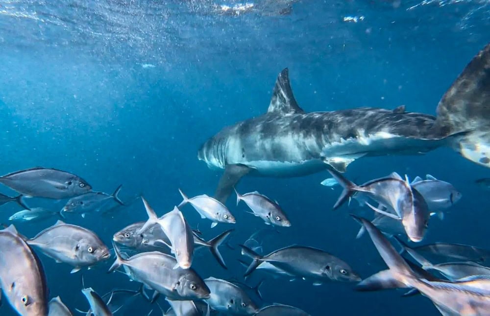 cage dive with great white shark