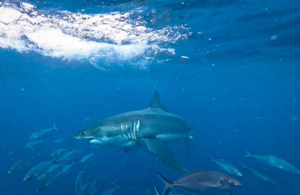 great white shark cage dive