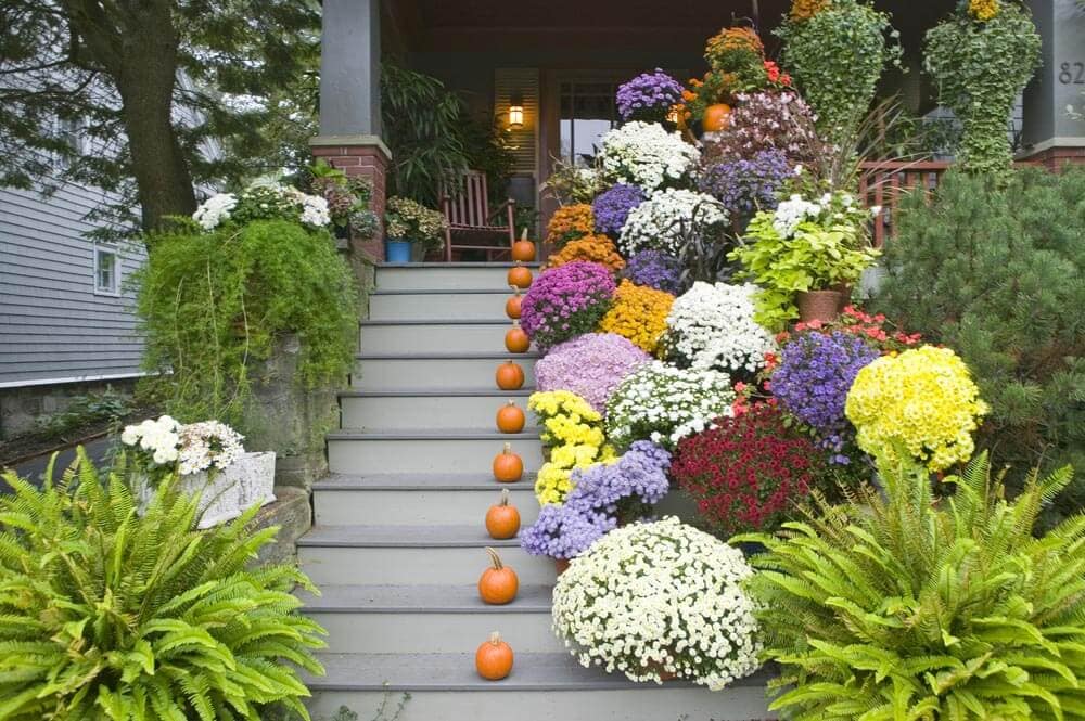 COVERED PORCH GARDEN IDEAS WITH THICK FLOWERING BUSHES AND PIE PUMPKINS