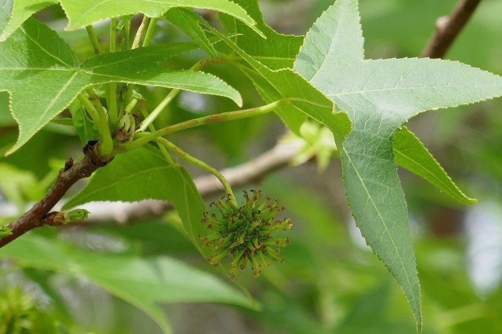 Liquidambar styraciflua (sweet gum) leaves and seed pod