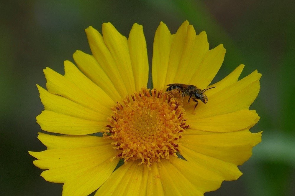 Coreopsis lanceolata (lanceleaf tickseed)