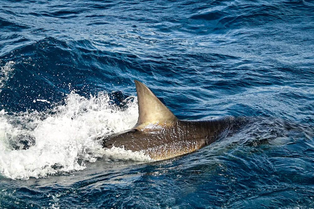 great white shark at Neptune Islands
