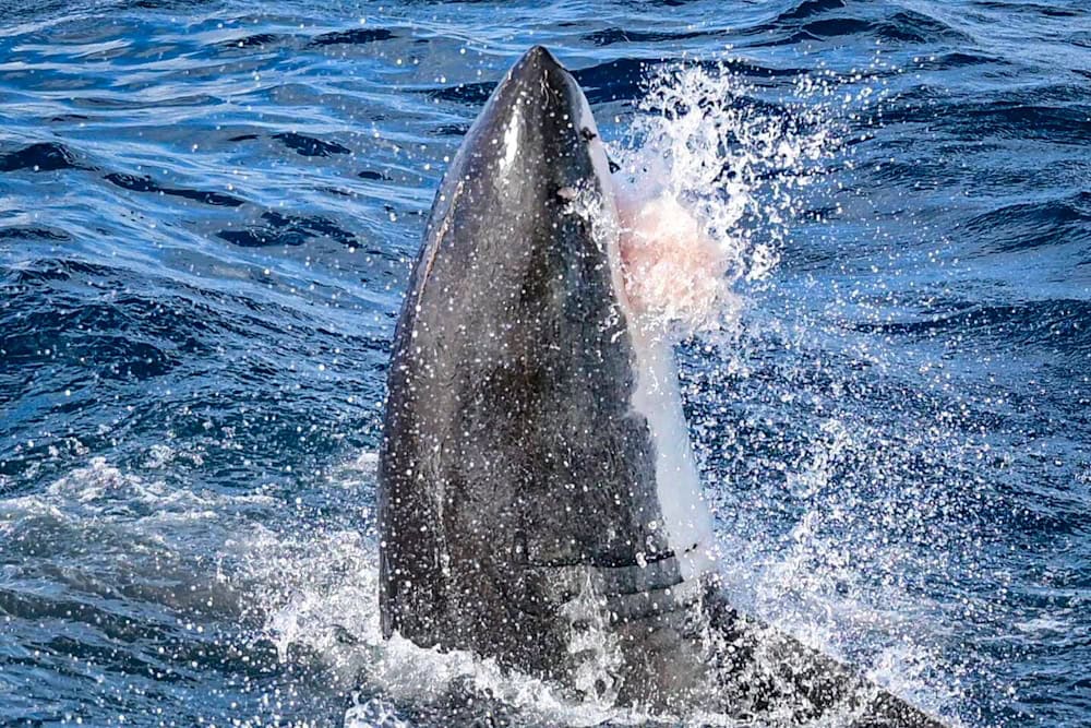 Imax the great white shark at Neptune Islands