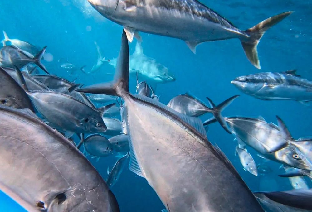 great white shark cage dive Neptune Islands