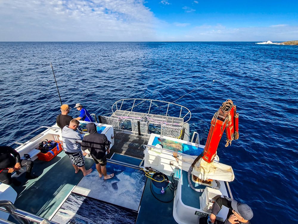 great white shark cage at Neptune Islands