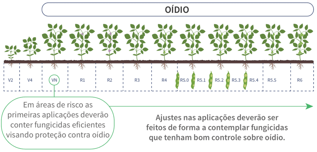 oídio
