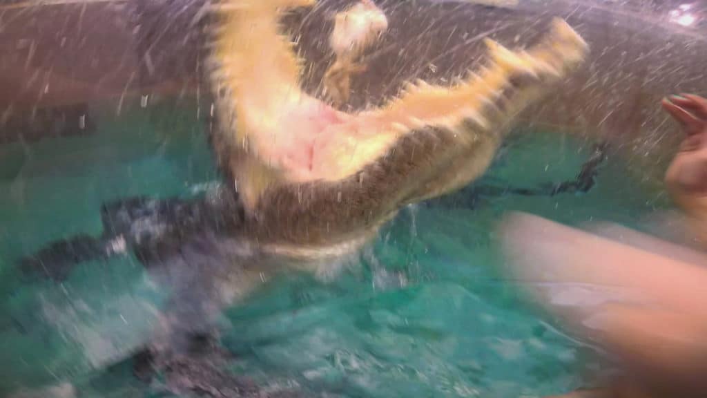 Crocodile swim Cage of Death