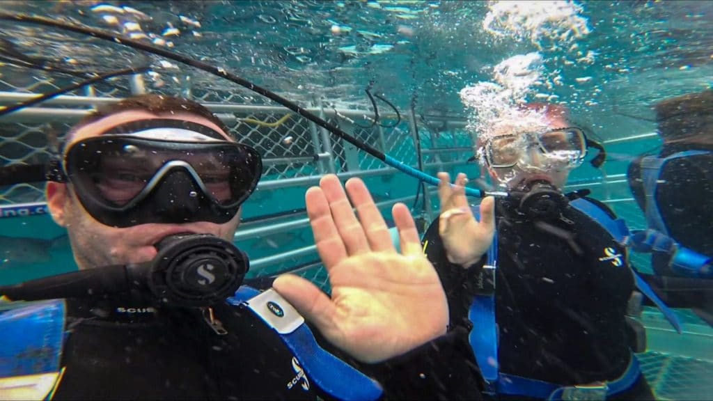 great white shark cage diving