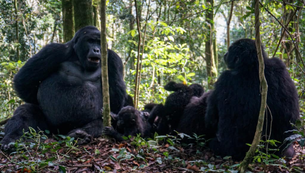 Gorilla family Uganda