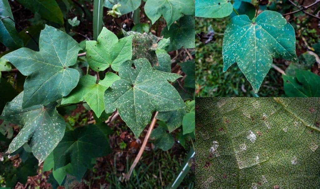 fotos com doença da mancha da ramulária