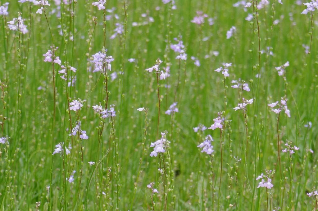 Blue Toadflax (Linaria canadensis) flowers