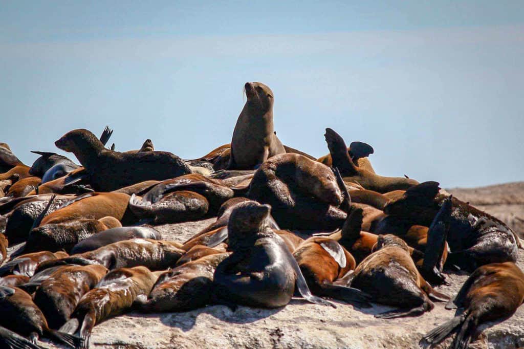Seal Island