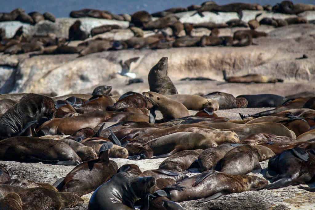 Seal Island