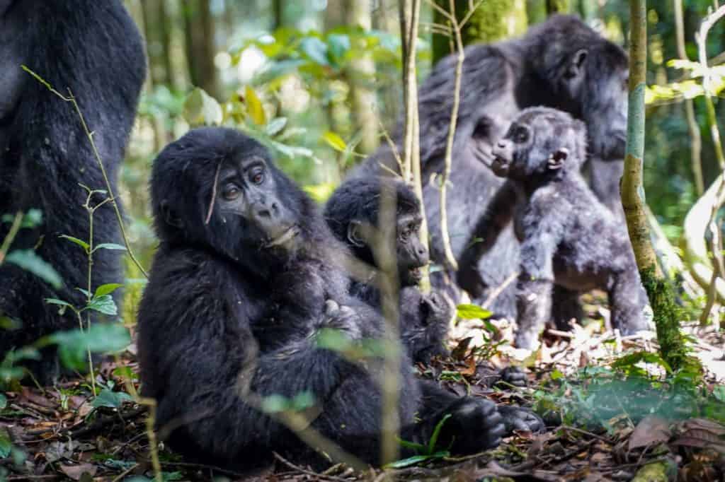 gorilla trek Uganda
