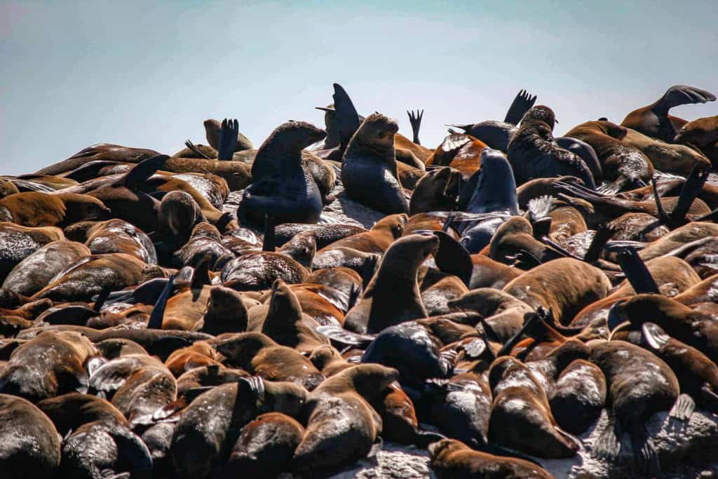 Seal Island