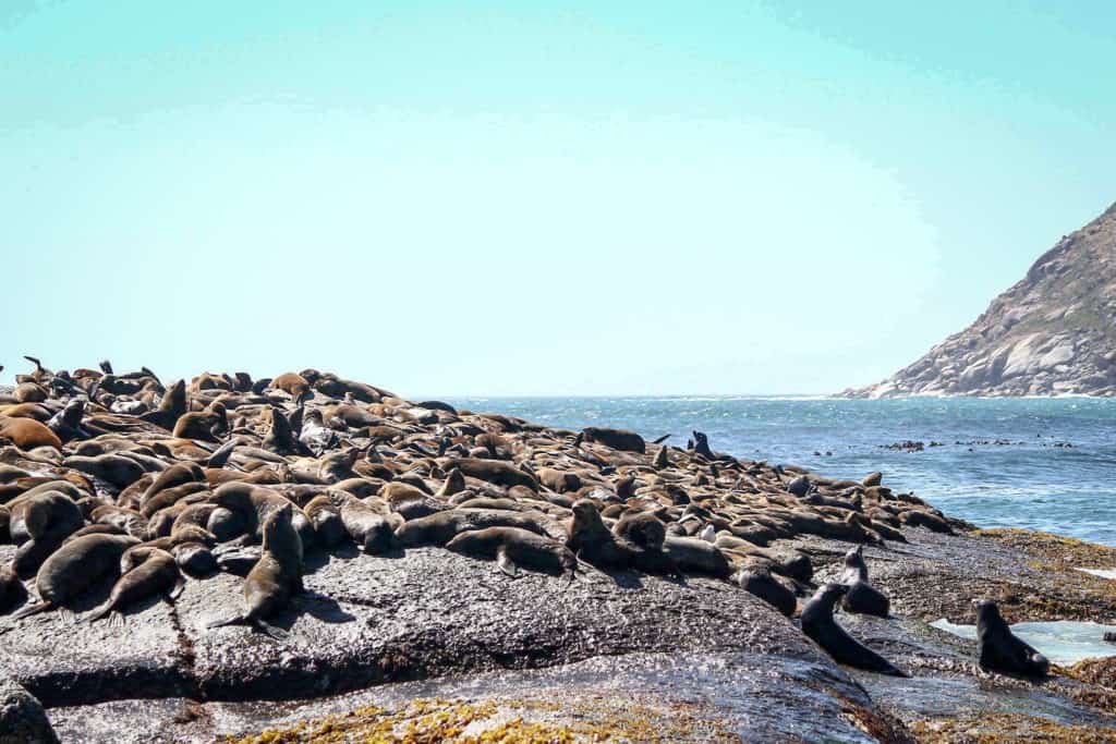 Seal Island