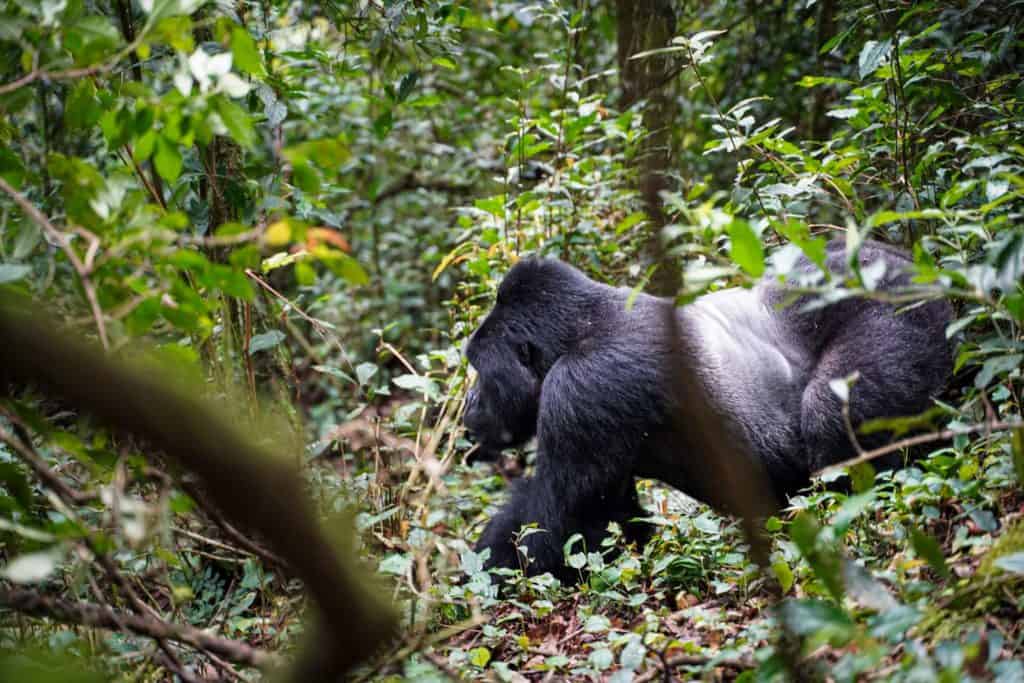Uganda gorilla trek