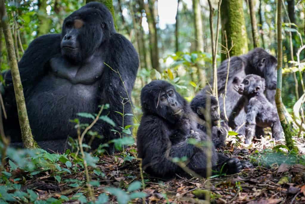 gorilla trek Uganda