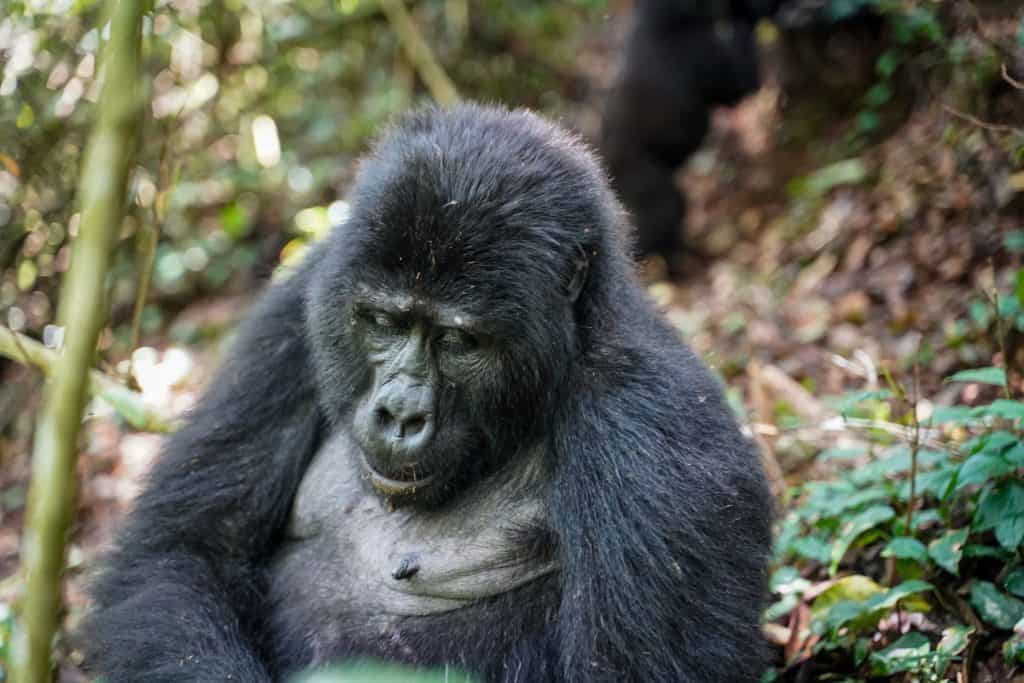 gorilla trek Uganda
