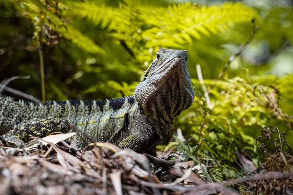 water dragon at Purling Brook falls