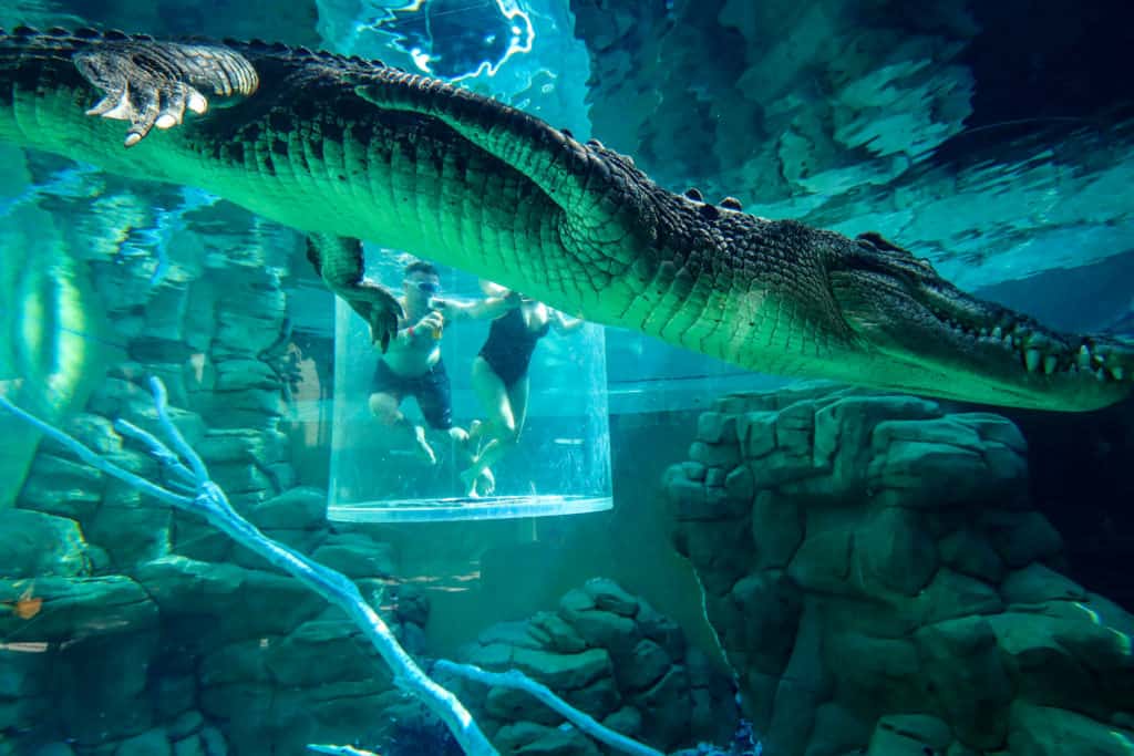 Crocodile swim Cage of Death