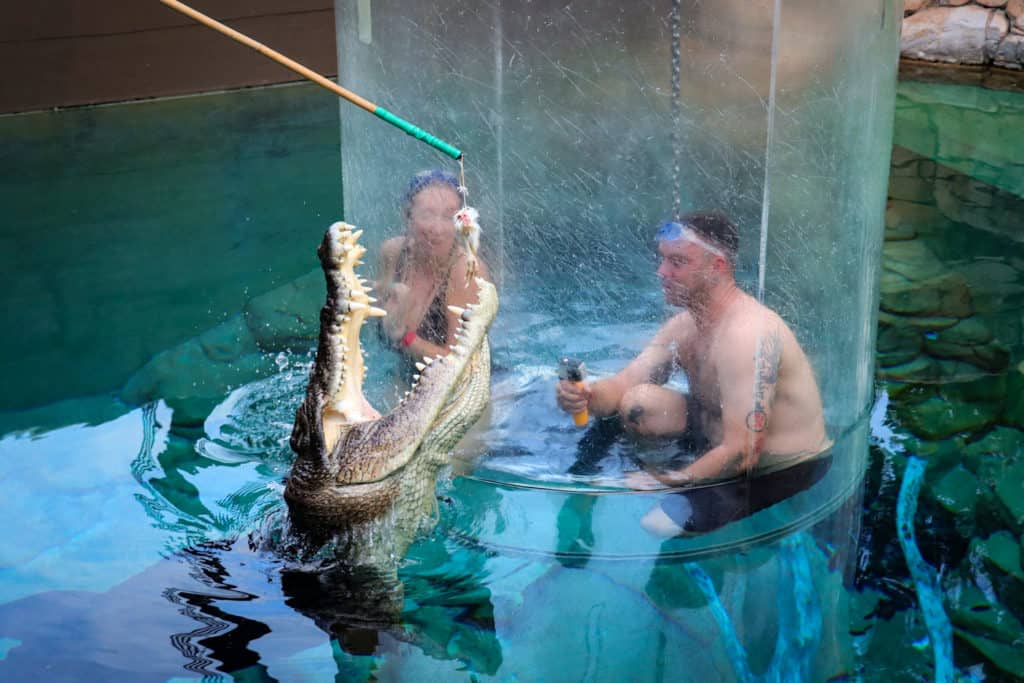 Cage of Death - Crocodile swim