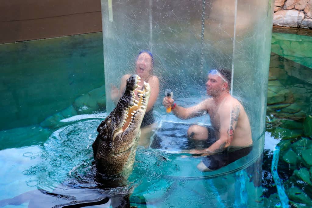 Crocodile swim Cage of Death