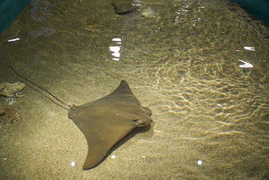 Sharks and rays touch pool at the Maritime Aquarium in South Norwalk, Ct