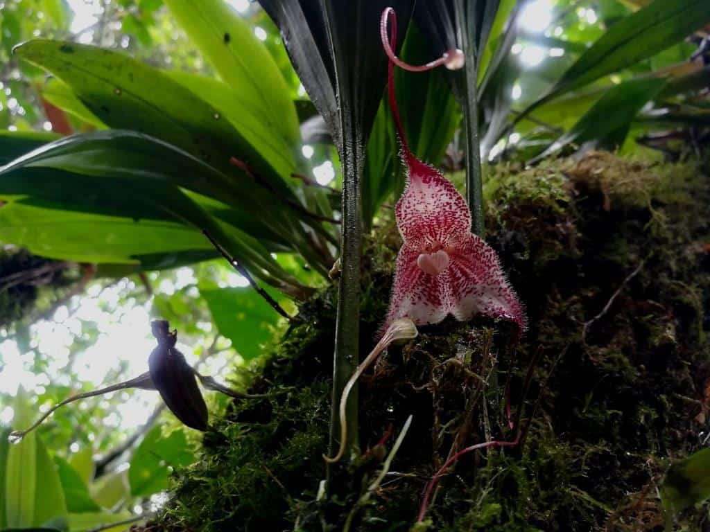Ecuador Orchids Tours Shiripuno Amazon Lodge
