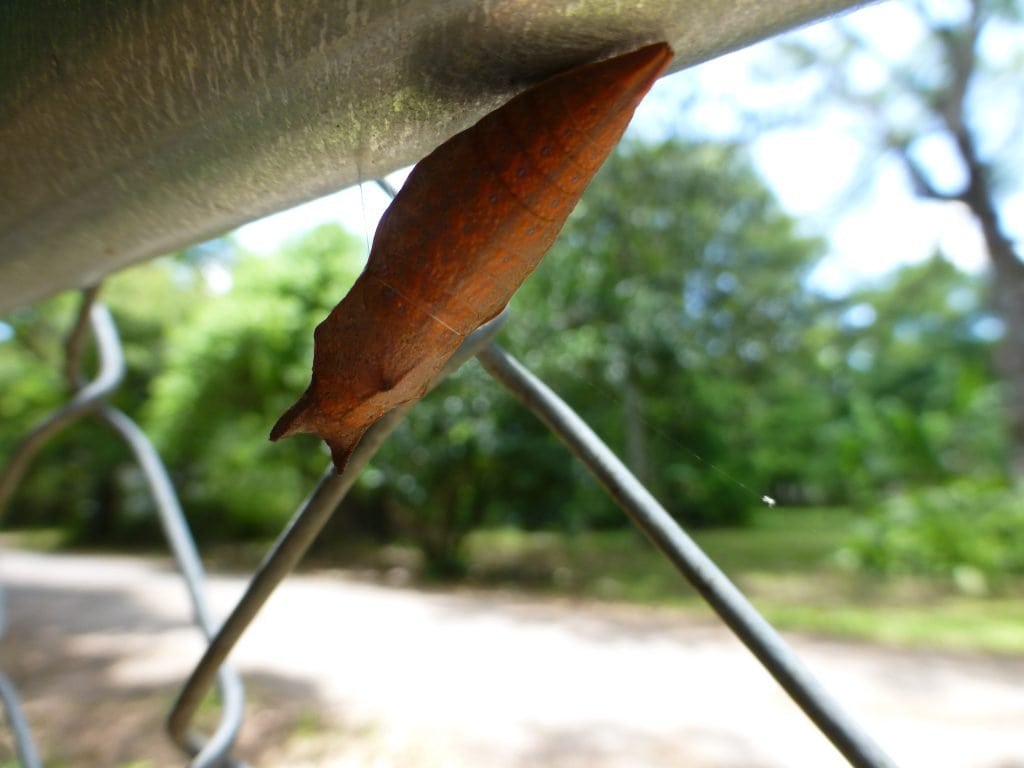 black swallowtail butterfly chrysalis