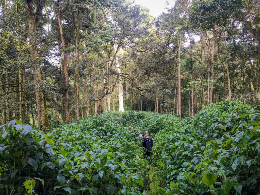 Gorilla trek Bwindi impenetrable forest.