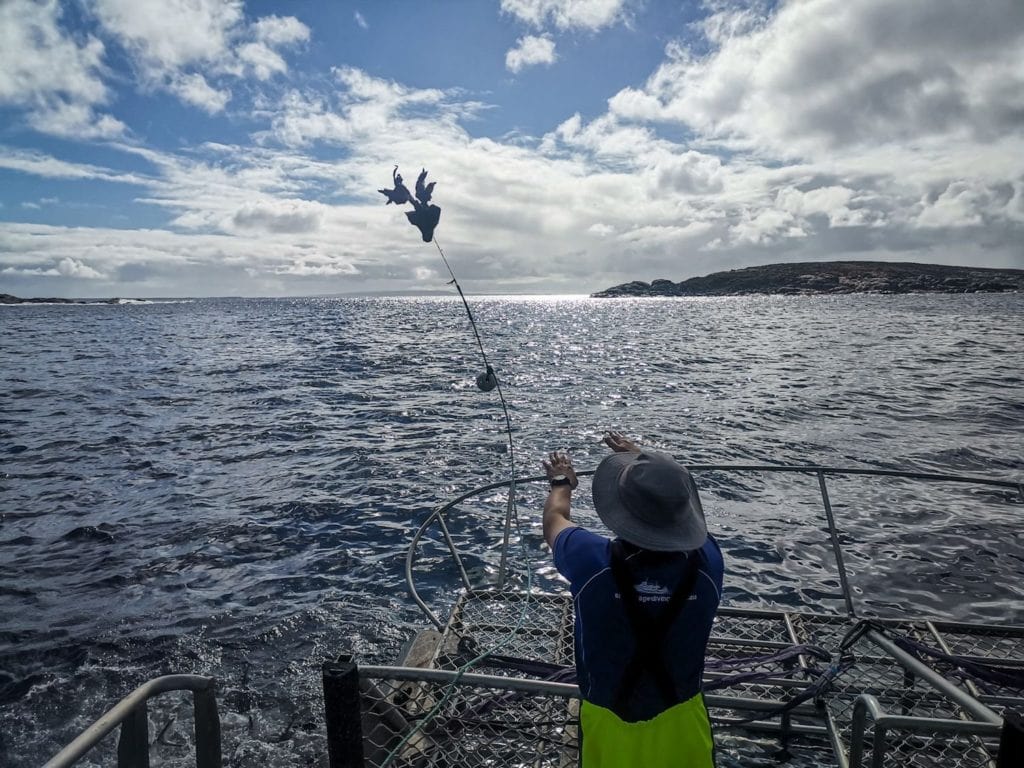 Water being berleyed for shark cage diving
