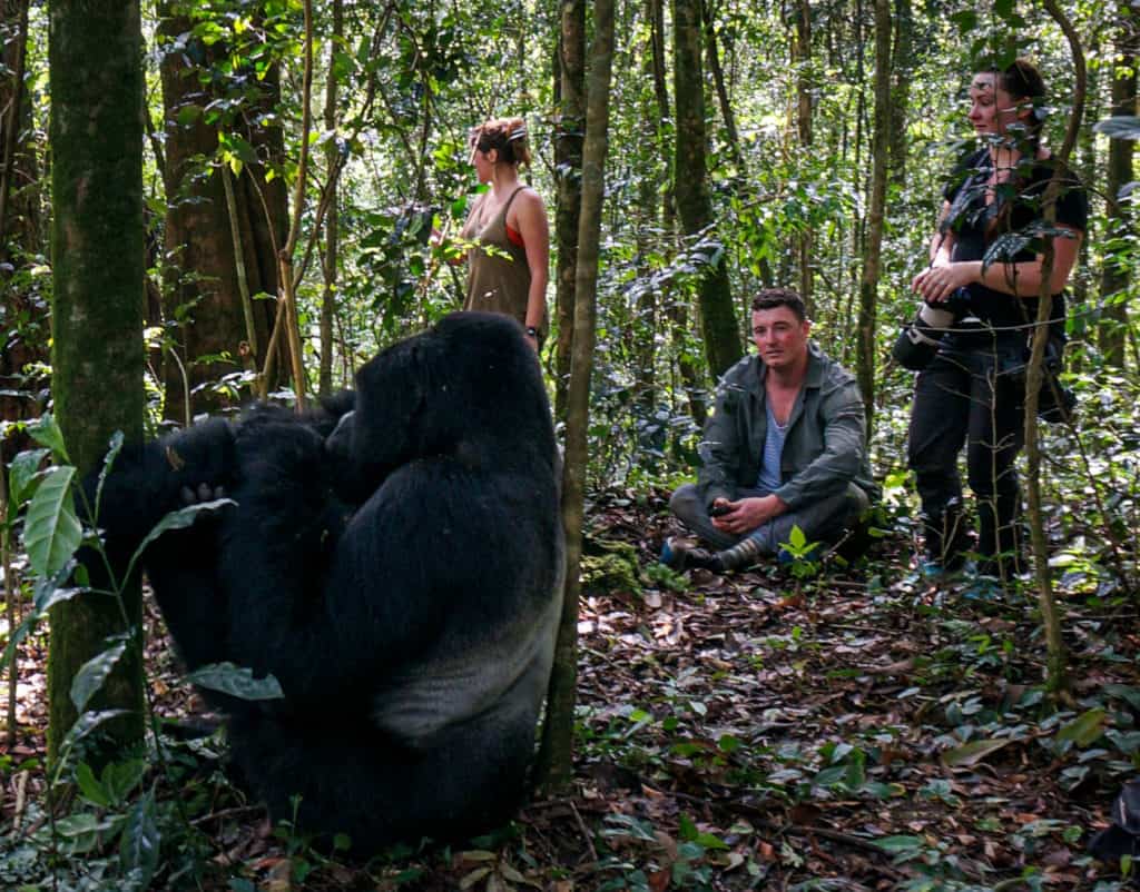 Close encounter on gorilla trekking Uganda