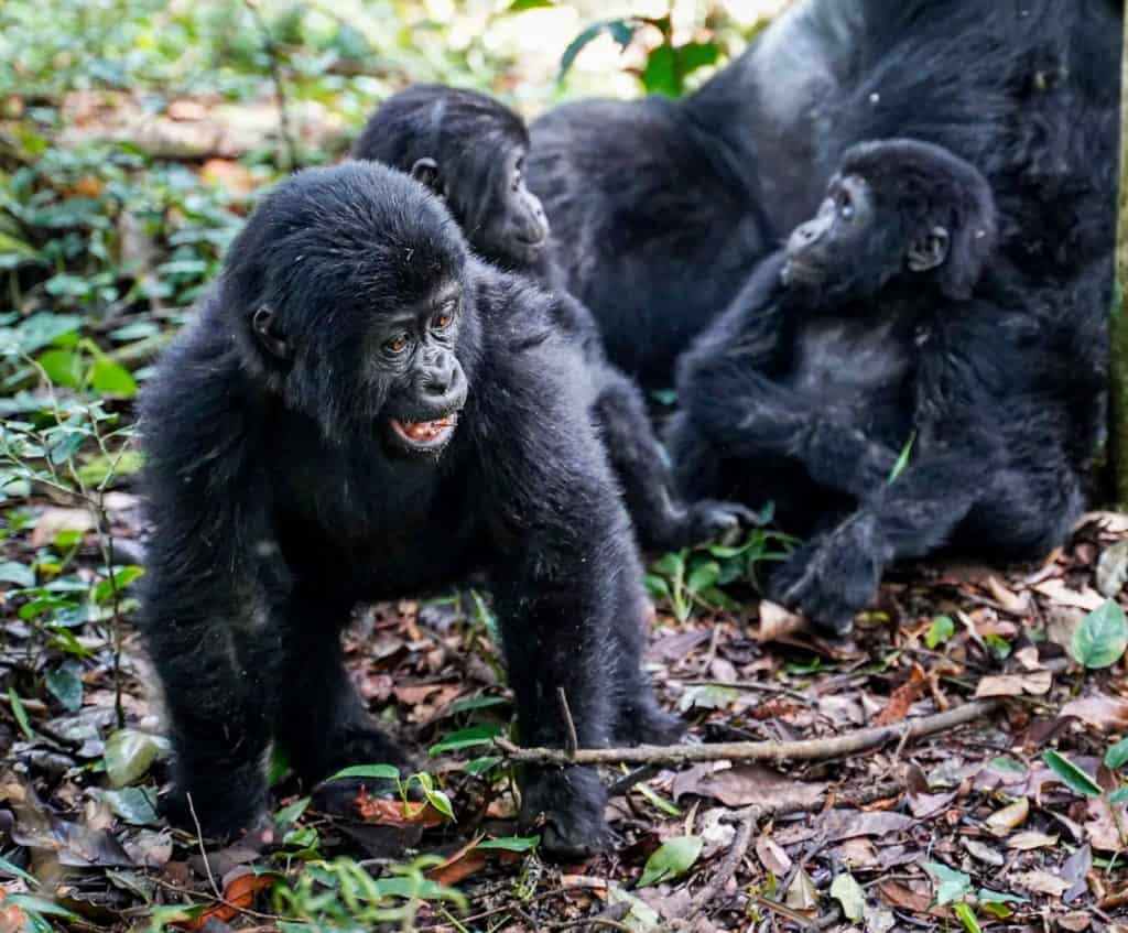 gorilla trek Uganda