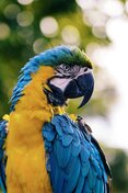 parrot2