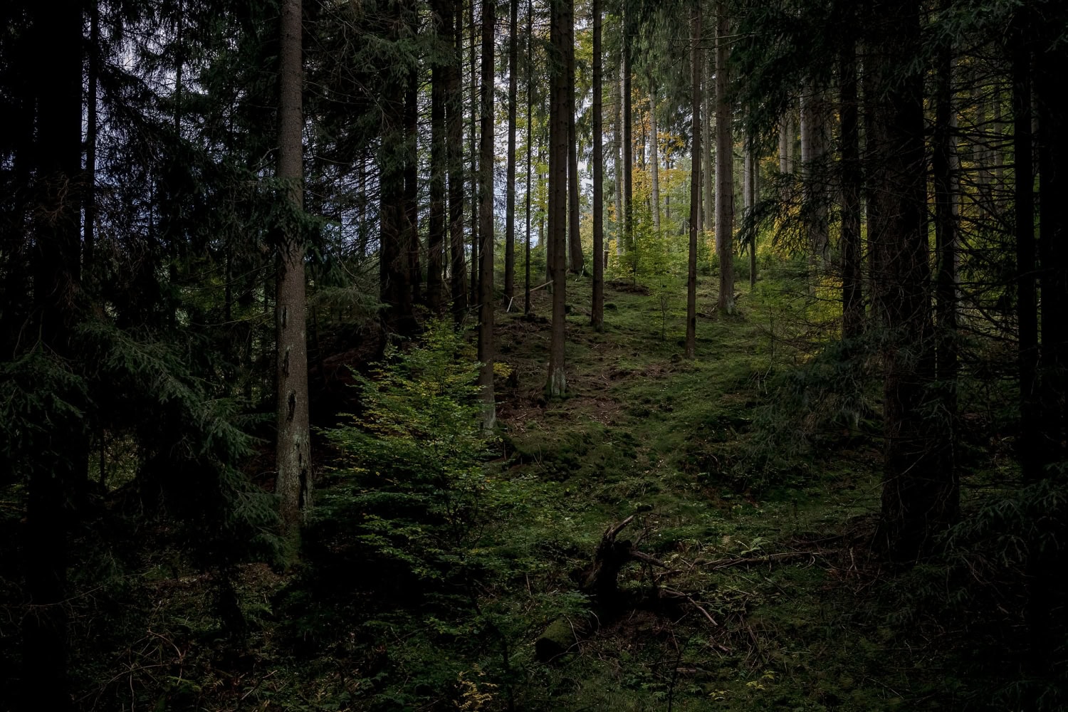 der Thüringer Wald im Wald nahe Meyersgrund