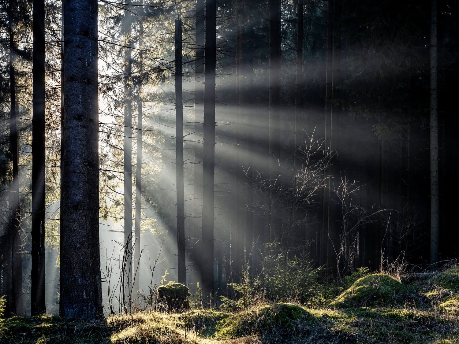 Licht & Schatten im Thüringer Wald Lichtspiel im Thüringer Wald, unweit vom Freibachtal bei Stützerbach