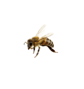 flying-bee-png-2