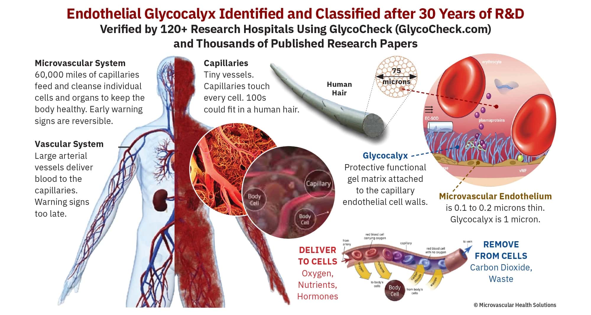 Glycocalyx-infographic-Nov20