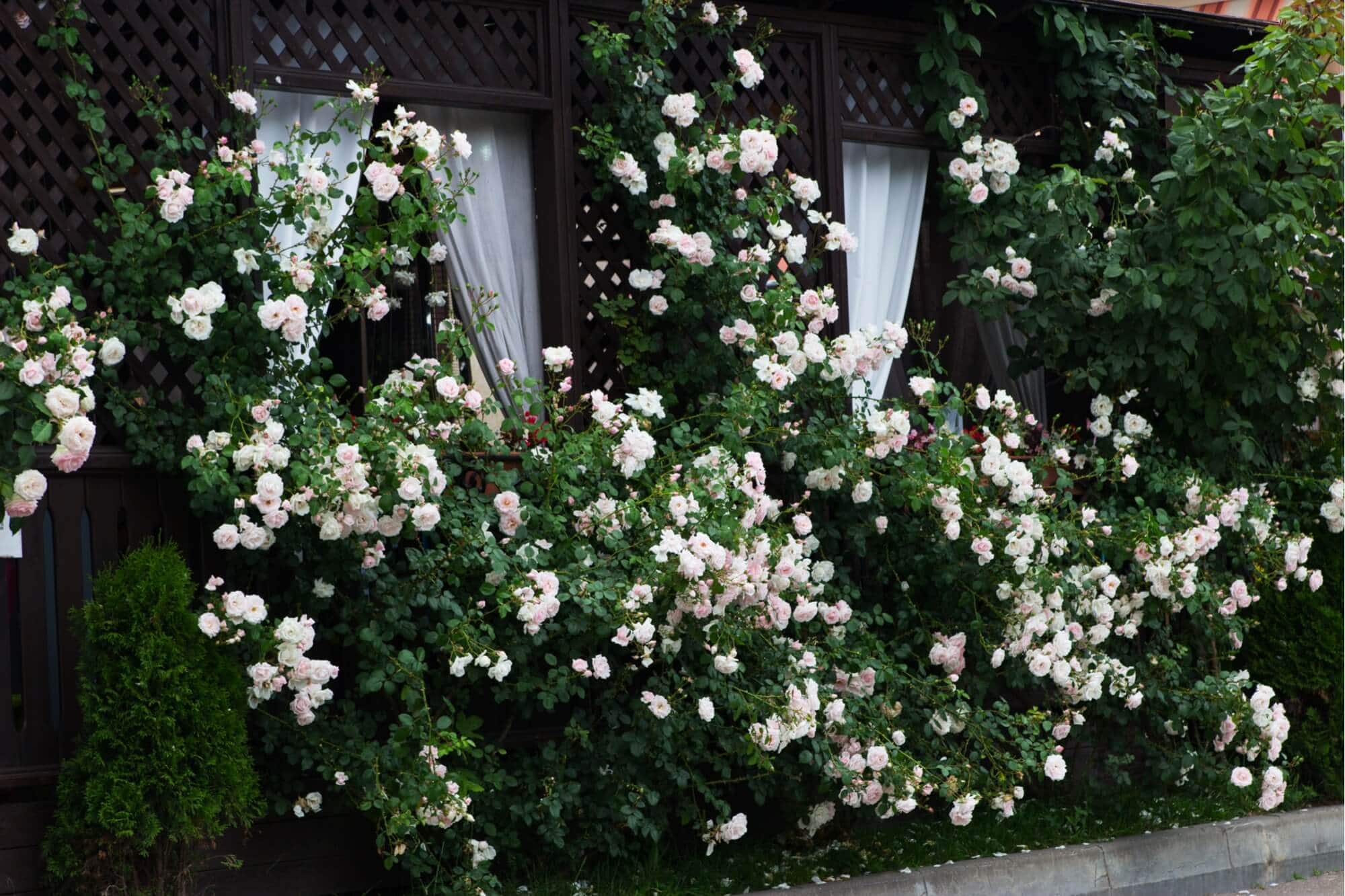 SUN SHADE FOR PATIO WITH TALL BUSHES AND PLANTS