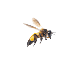 flying-bee-png-3