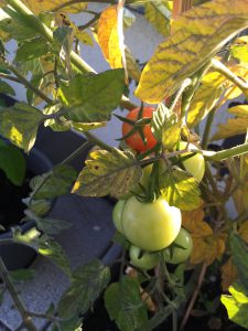 Tomaten
